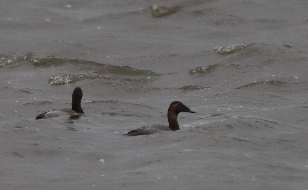 Canvasback - ML646918654