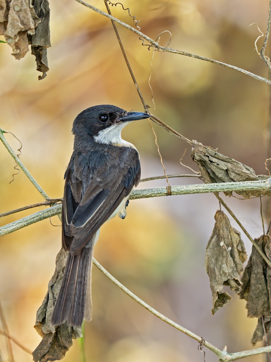 rødbukmonark - ML646918657