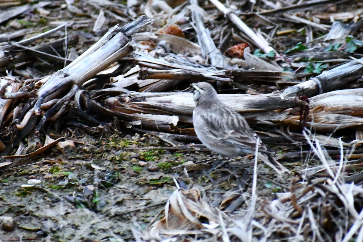 Horned Lark - ML646918658