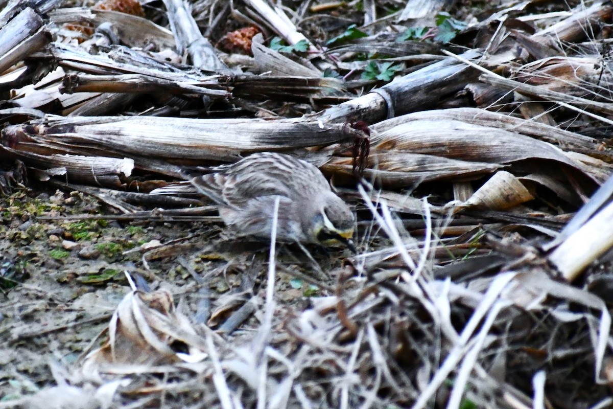 Horned Lark - ML646918659