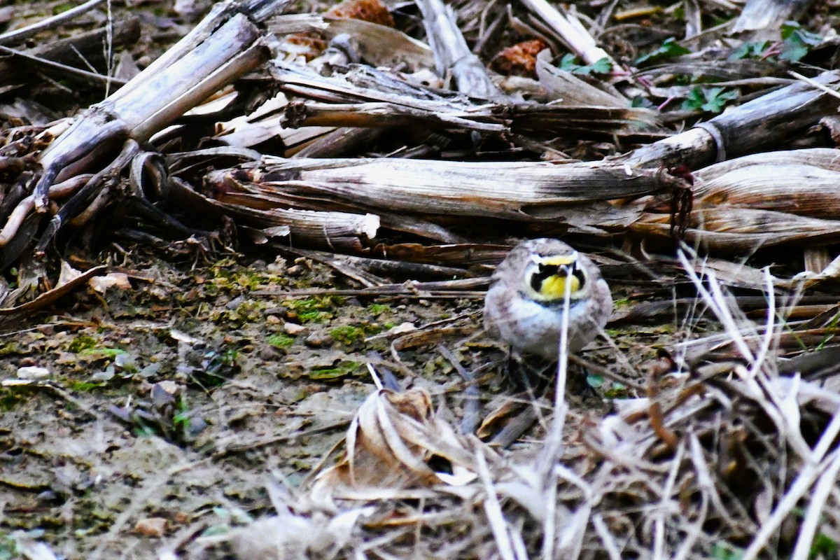 Horned Lark - ML646918660