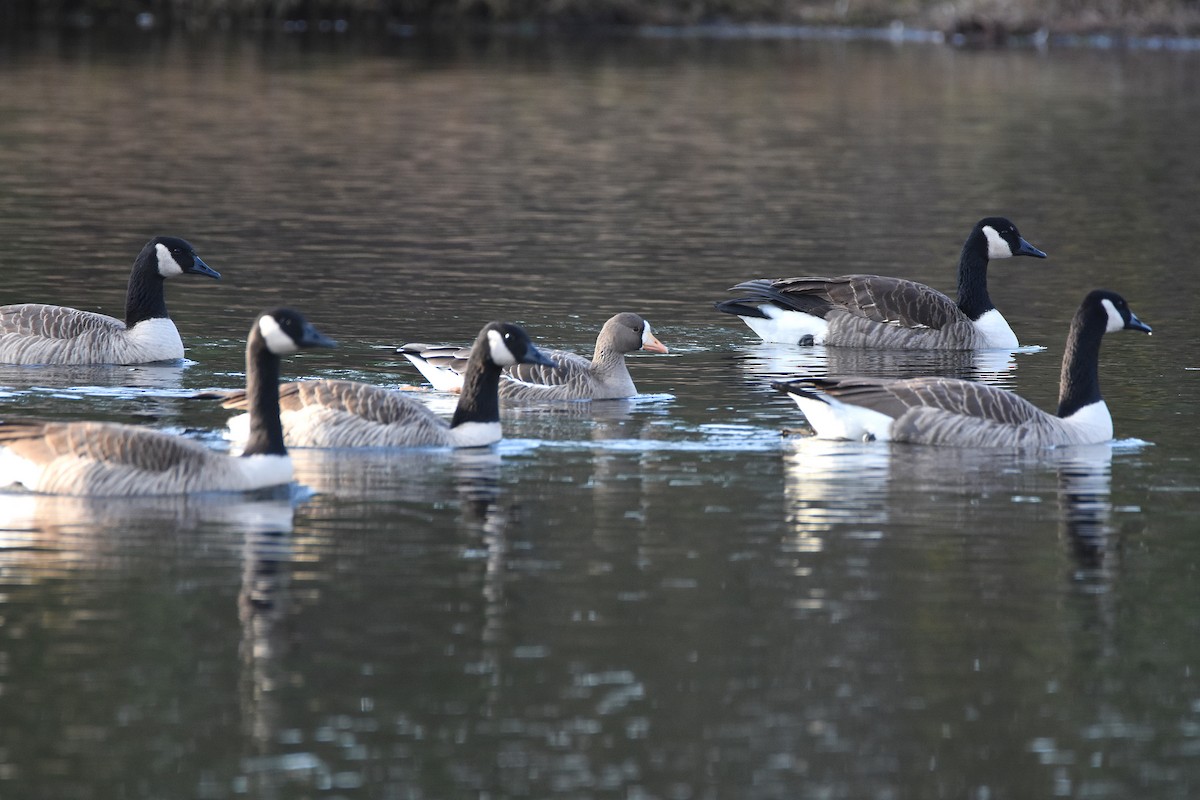Канад галуу - ML646918667