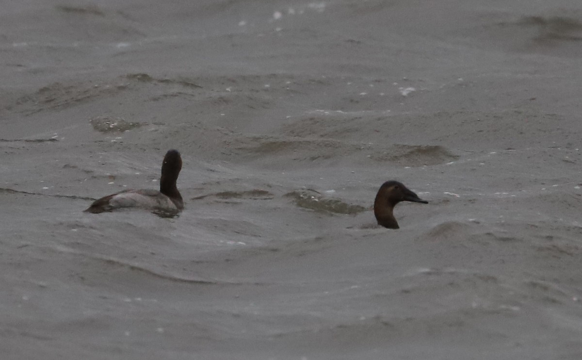 Canvasback - ML646918668