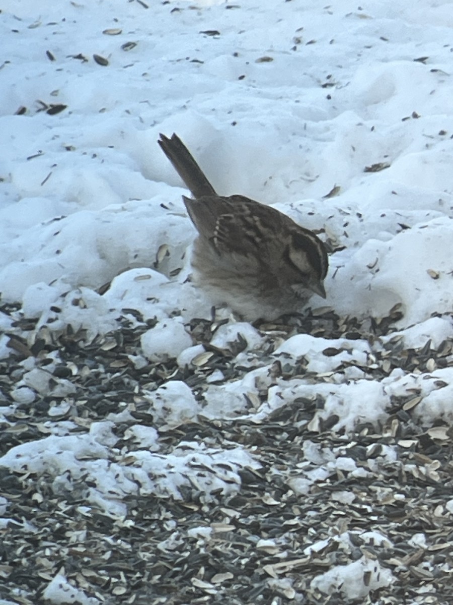 White-throated Sparrow - ML646918669