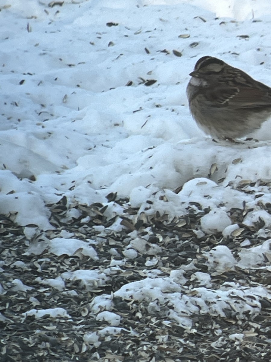 White-throated Sparrow - ML646918670