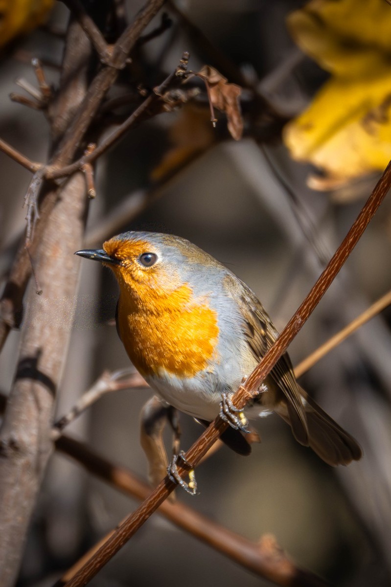 European Robin - ML646918671