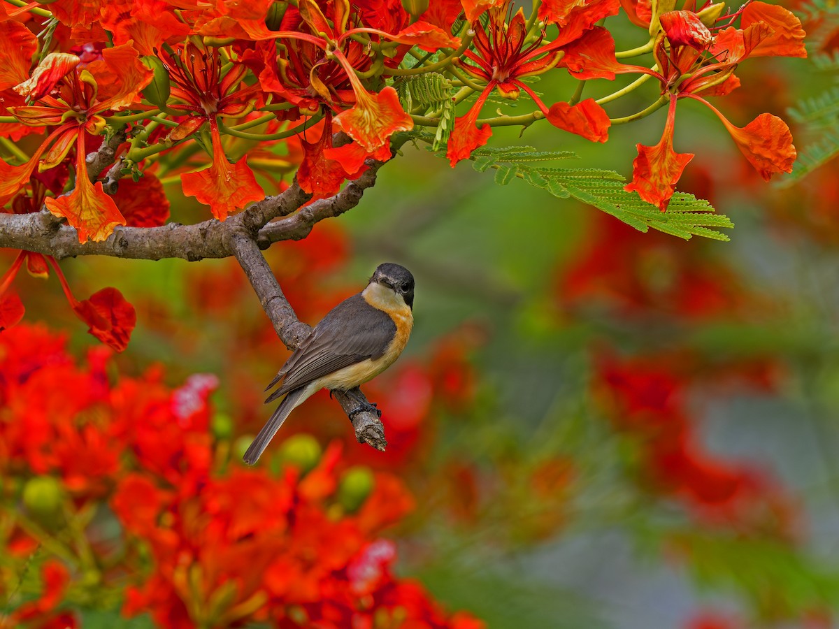 rødbukmonark - ML646918672