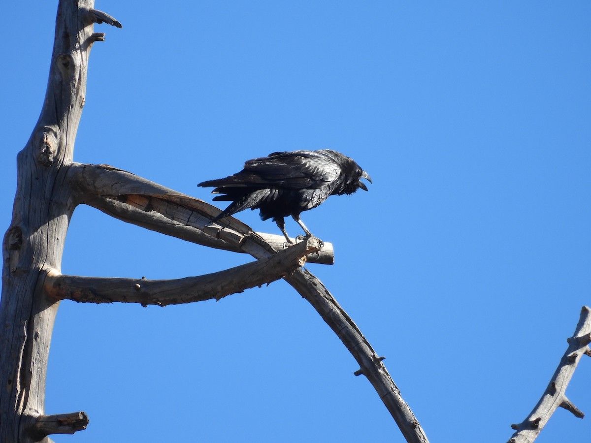 Common Raven - ML646918676
