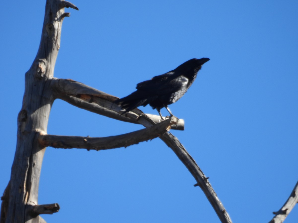 Common Raven - ML646918677