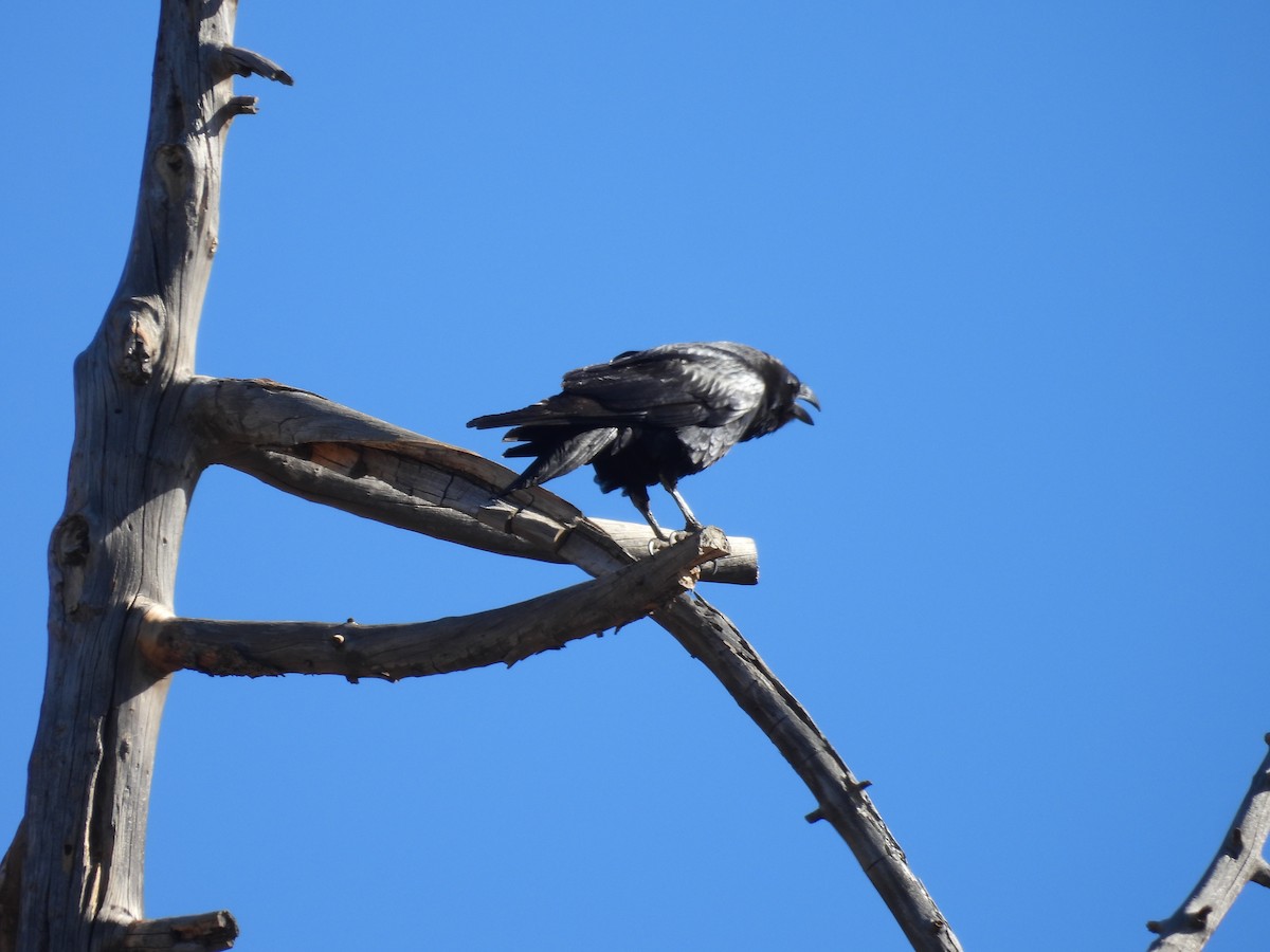 Common Raven - ML646918678