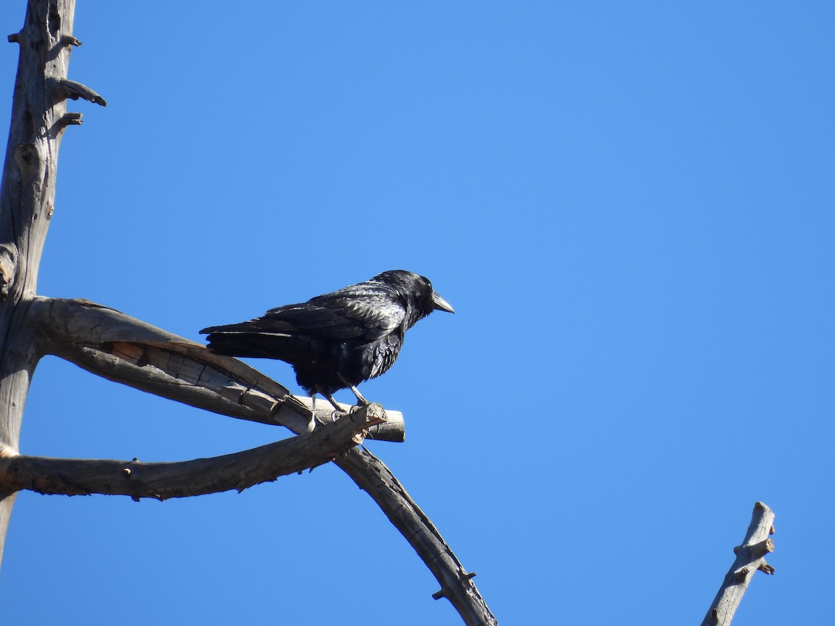 Common Raven - ML646918679