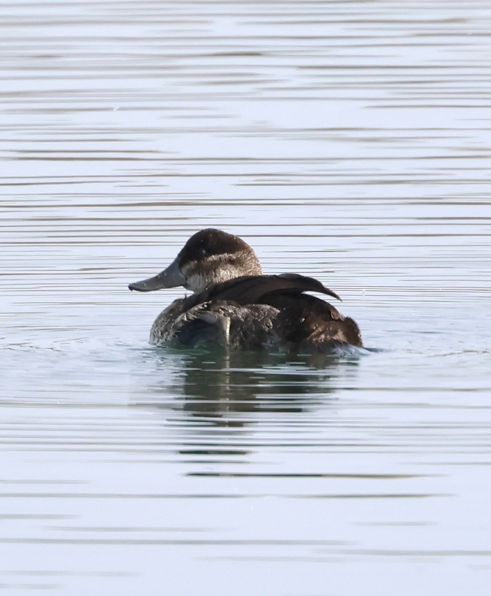 Amerika Dikkuyruğu - ML646918681