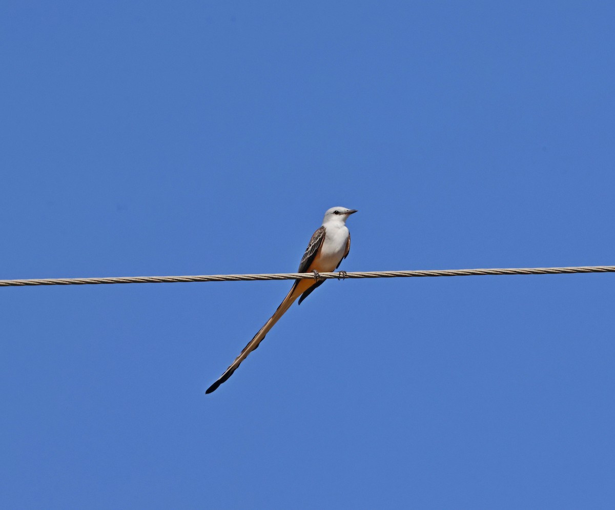 Scissor-tailed Flycatcher - ML646918682