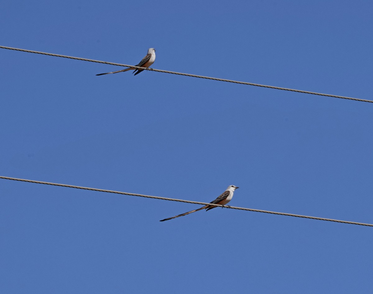 Scissor-tailed Flycatcher - ML646918683