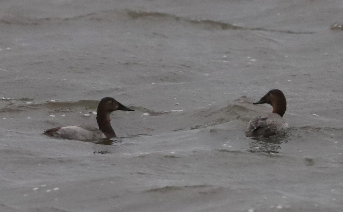 Canvasback - ML646918684