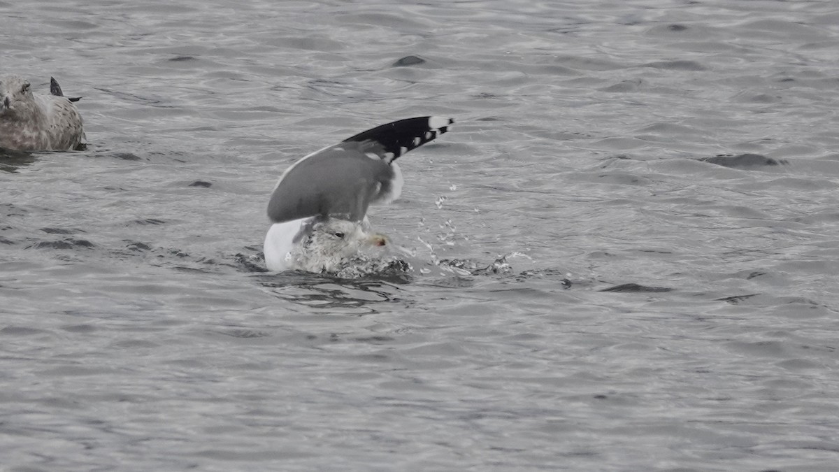 カリフォルニアカモメ - ML646918693