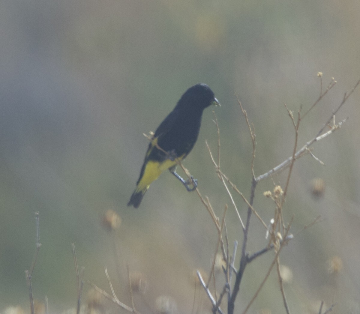 Black Siskin - ML646918694