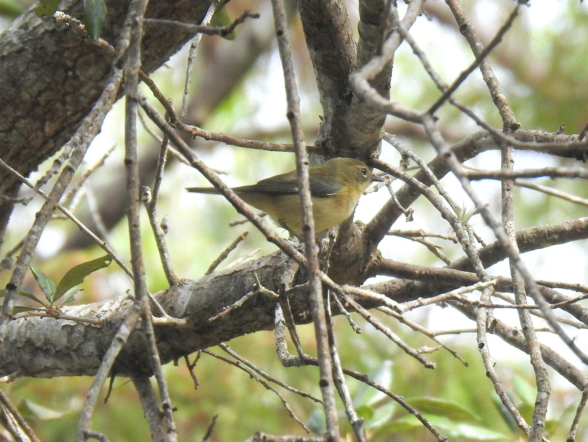 Black-throated Blue Warbler - ML646918695