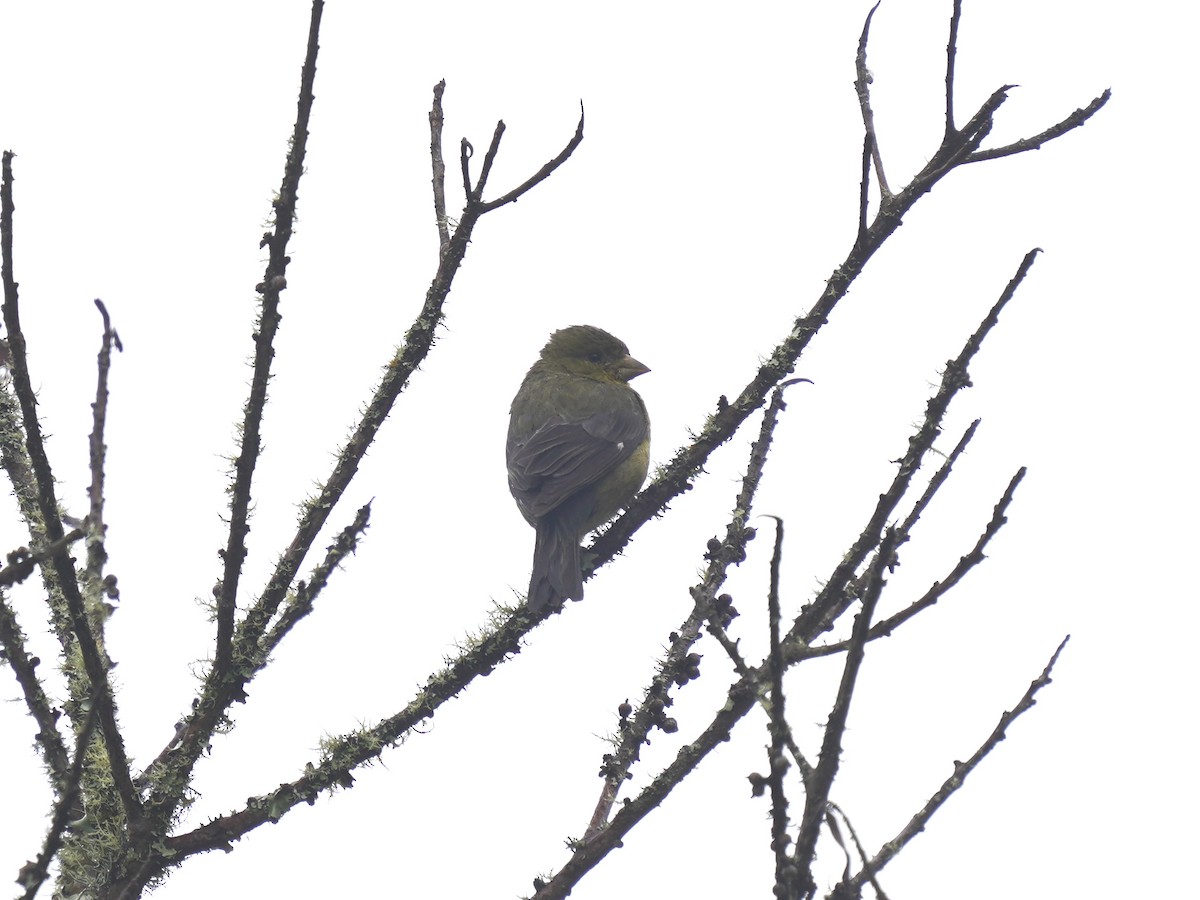 Çayır Kanarya İspinozu - ML646918696