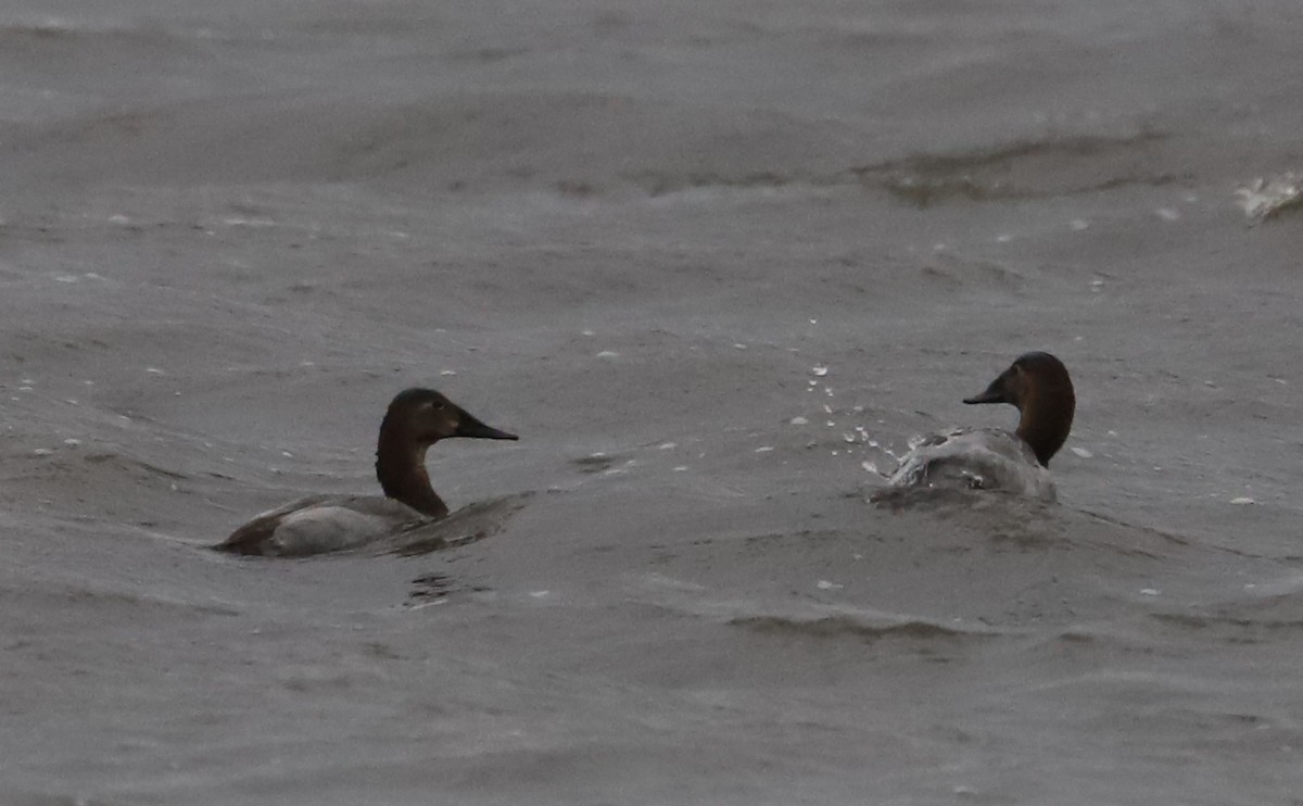 Canvasback - ML646918698