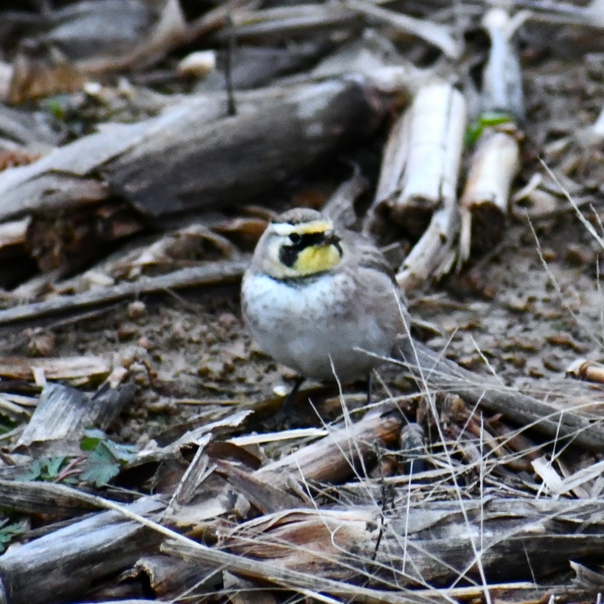 Horned Lark - ML646918699