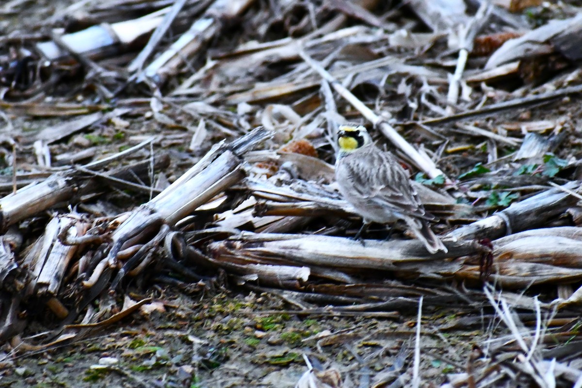 Horned Lark - ML646918700