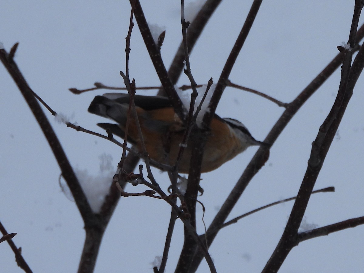 Trepador Canadiense - ML646918704