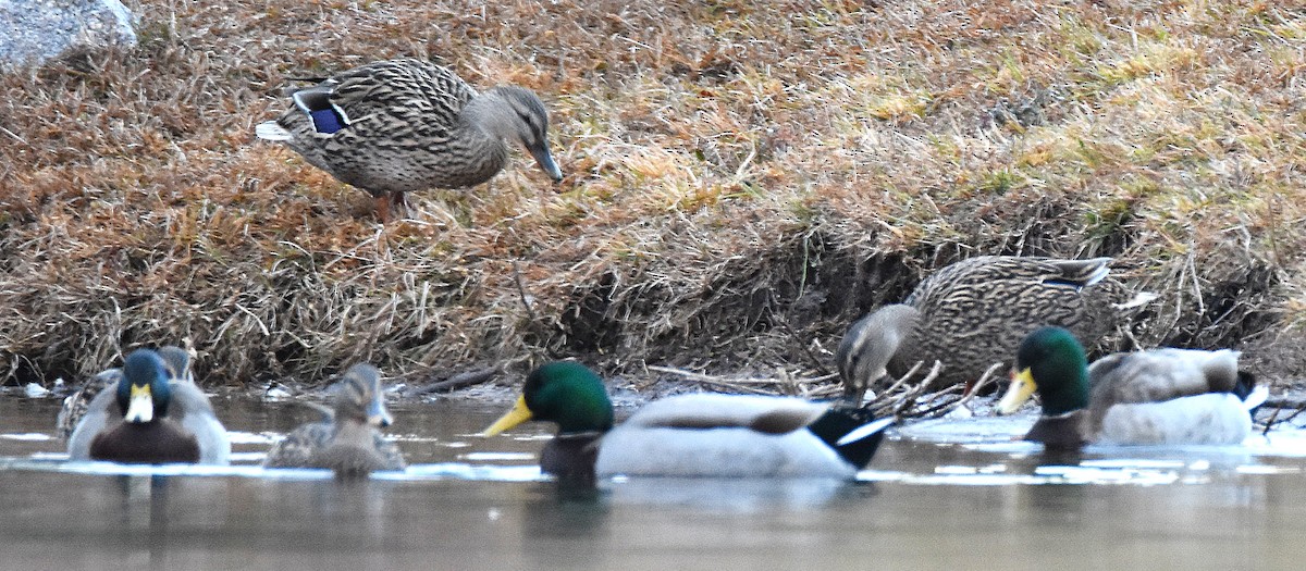 Зэрлэг нугас - ML646918710