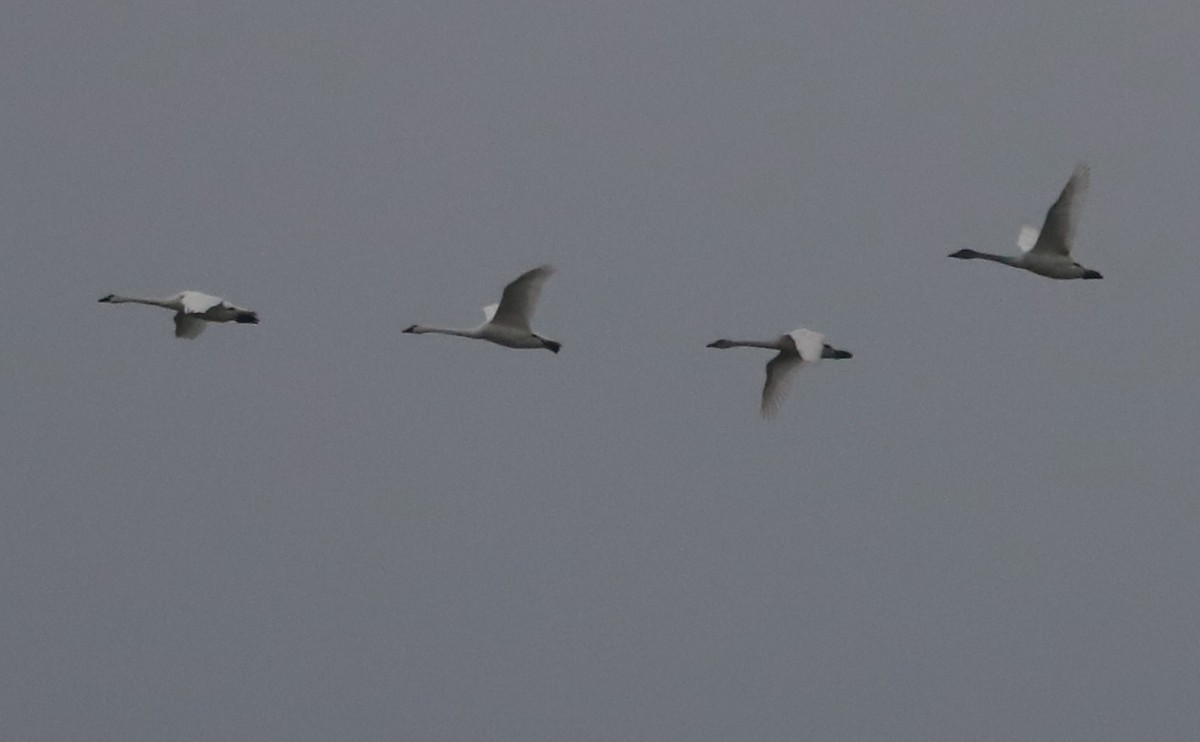 Tundra Swan (Whistling) - ML646918711