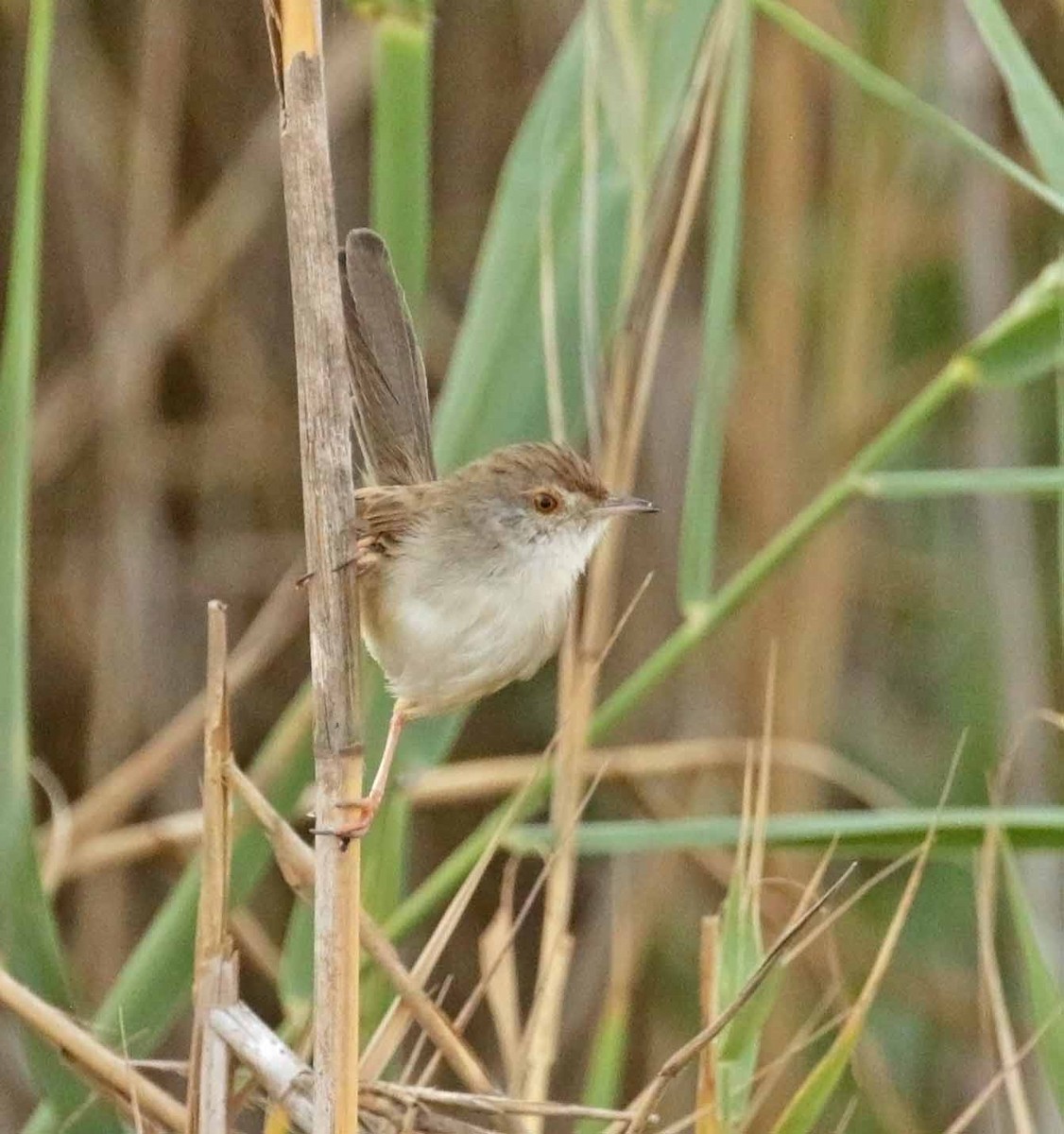 Принія афро-азійська - ML646918712