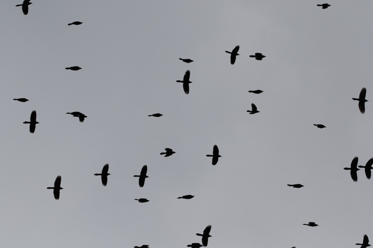 Common Grackle - ML646918714