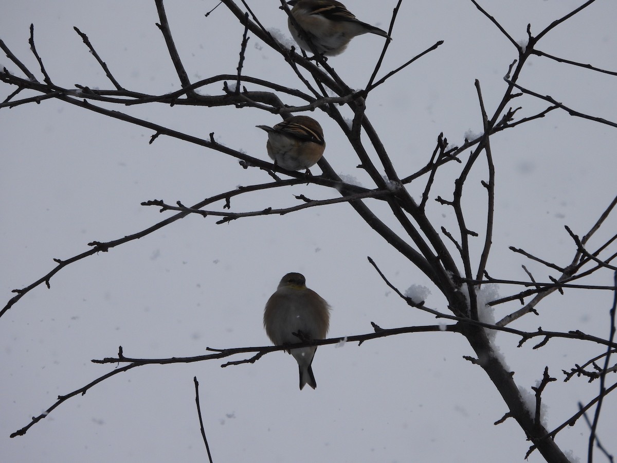 Jilguero Yanqui - ML646918716