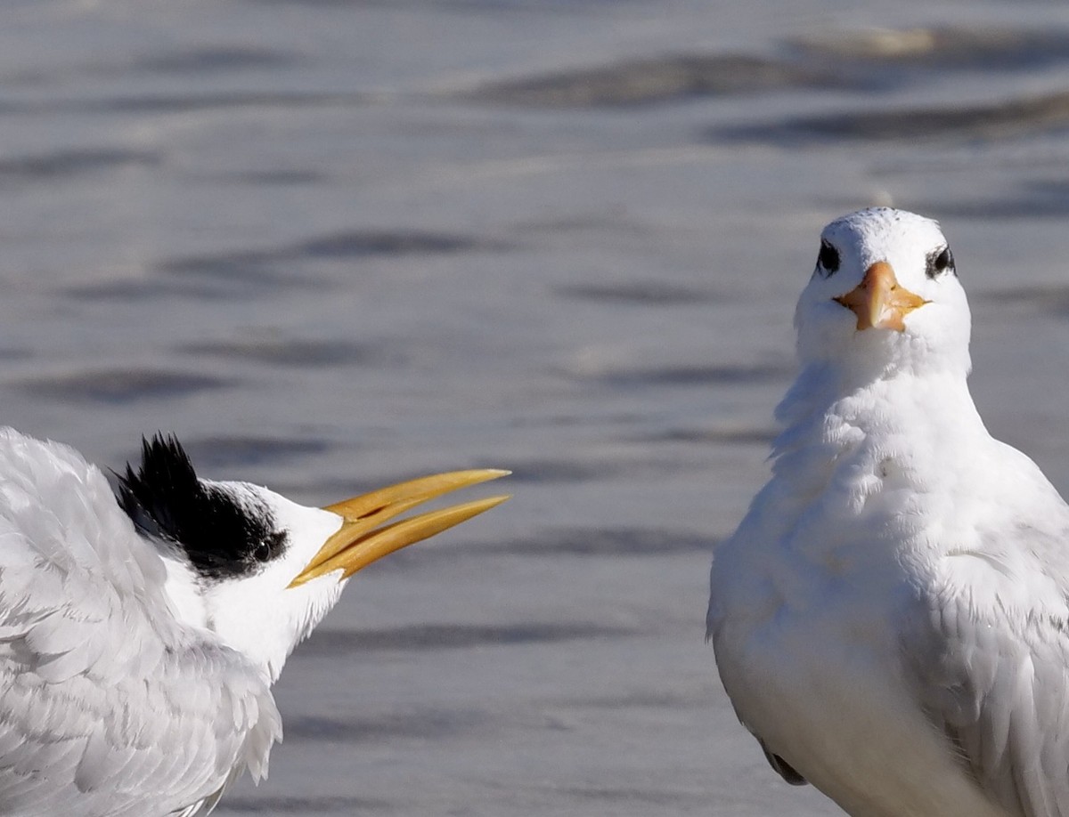 Royal Tern - ML646918718