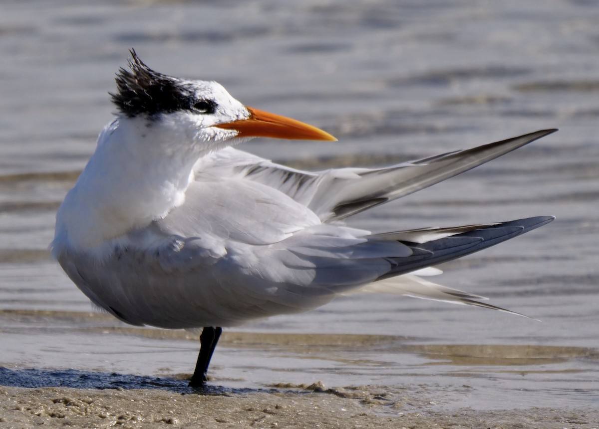Royal Tern - ML646918719