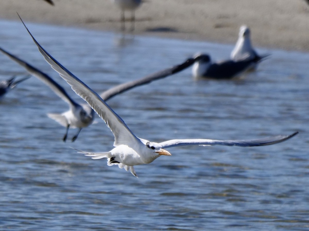 Royal Tern - ML646918720