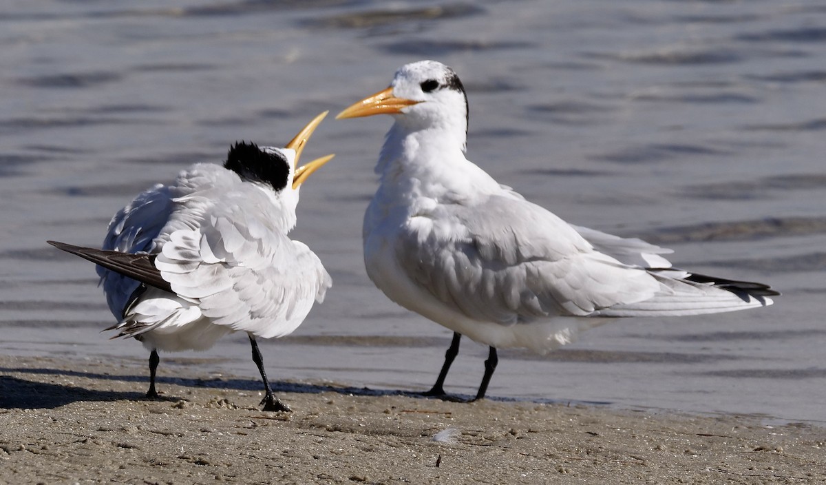 Royal Tern - ML646918721