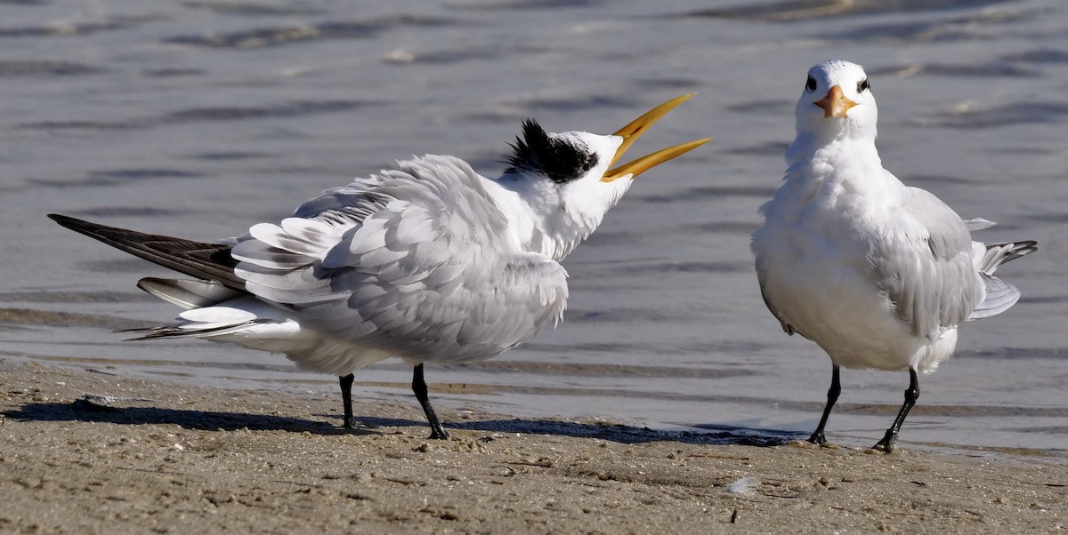 Royal Tern - ML646918722