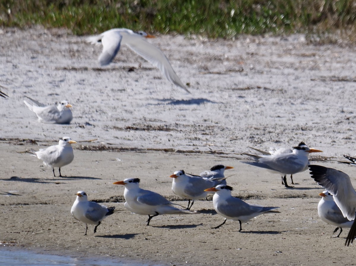 Royal Tern - ML646918723