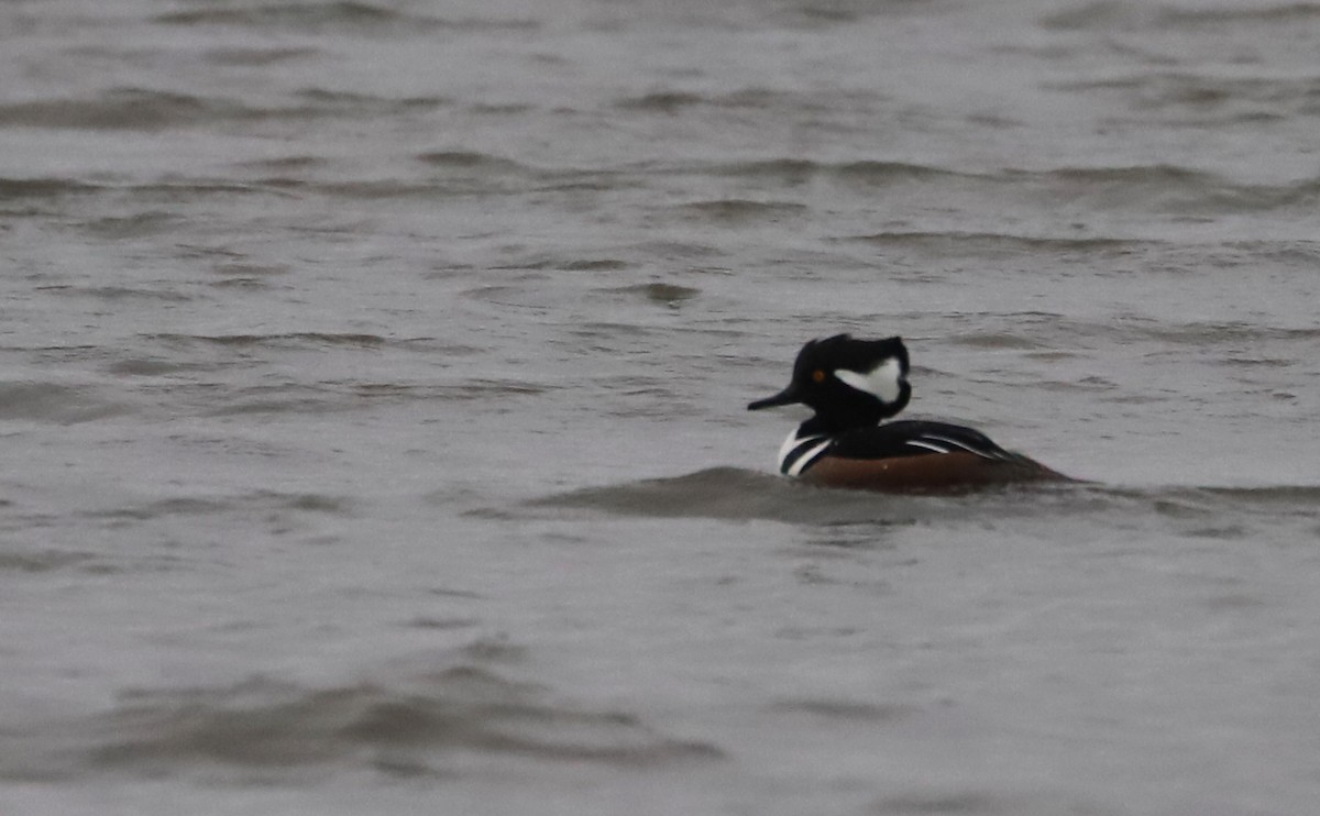 Hooded Merganser - ML646918727