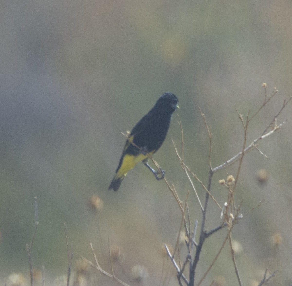 Black Siskin - ML646918729