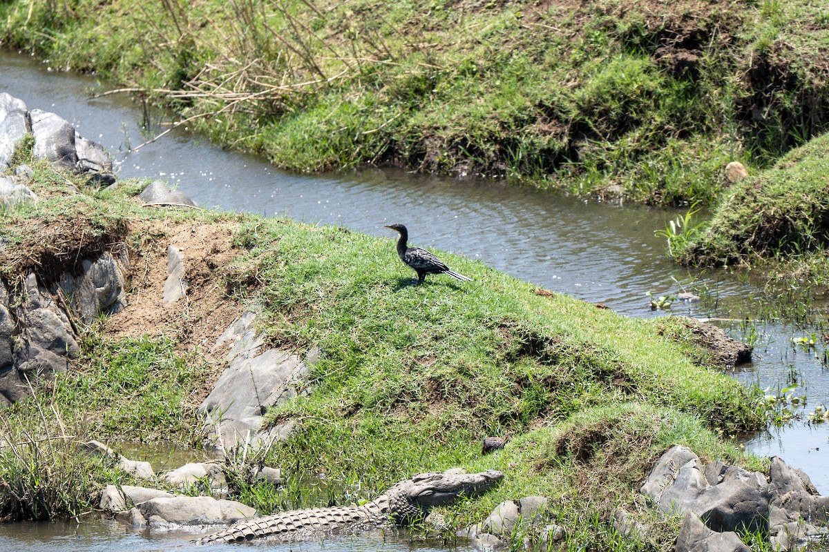 kormorán dlouhoocasý - ML646918730