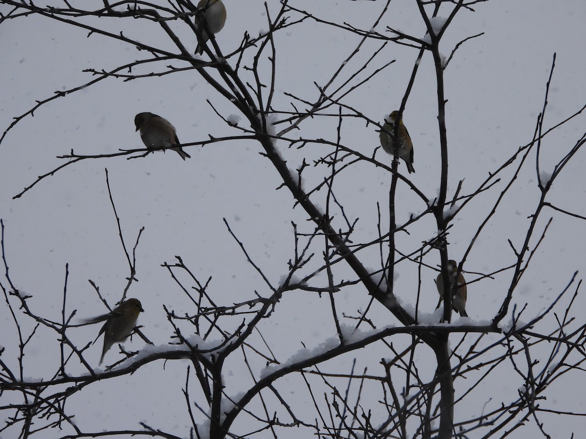 Jilguero Yanqui - ML646918732