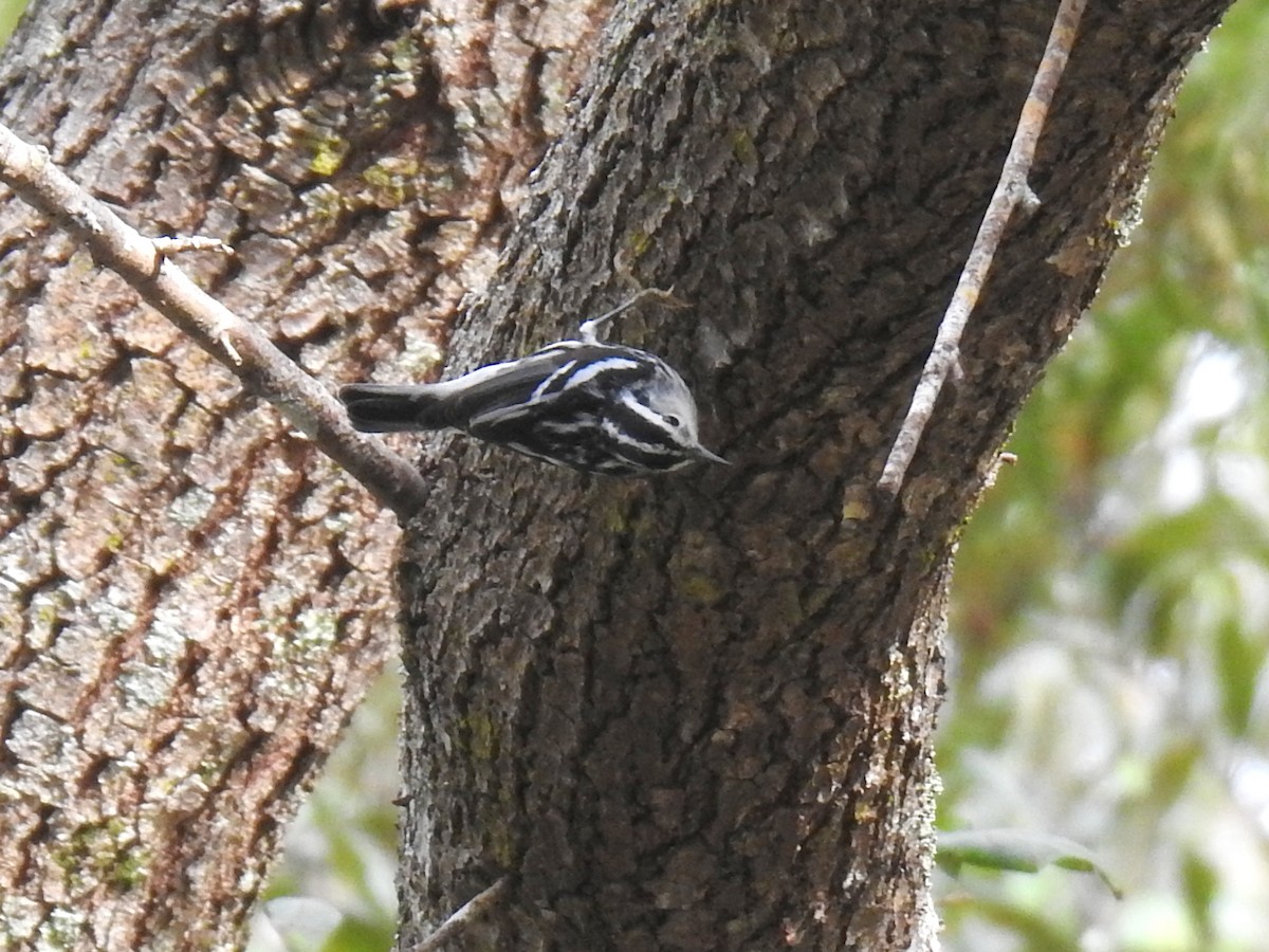 Black-and-white Warbler - ML646918733