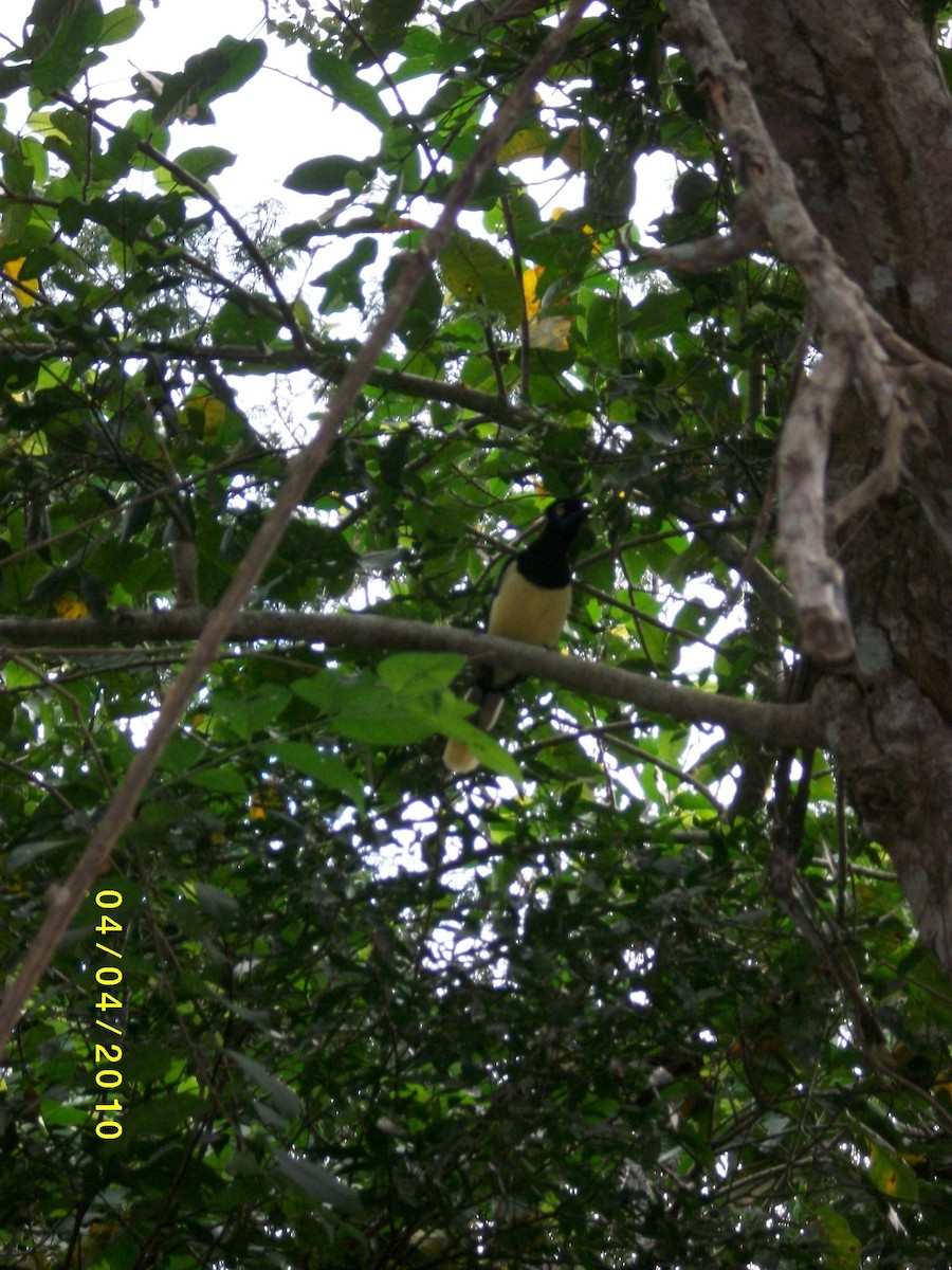 Plush-crested Jay - ML646918734