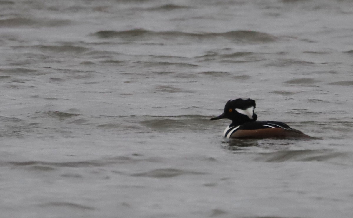 Hooded Merganser - ML646918735