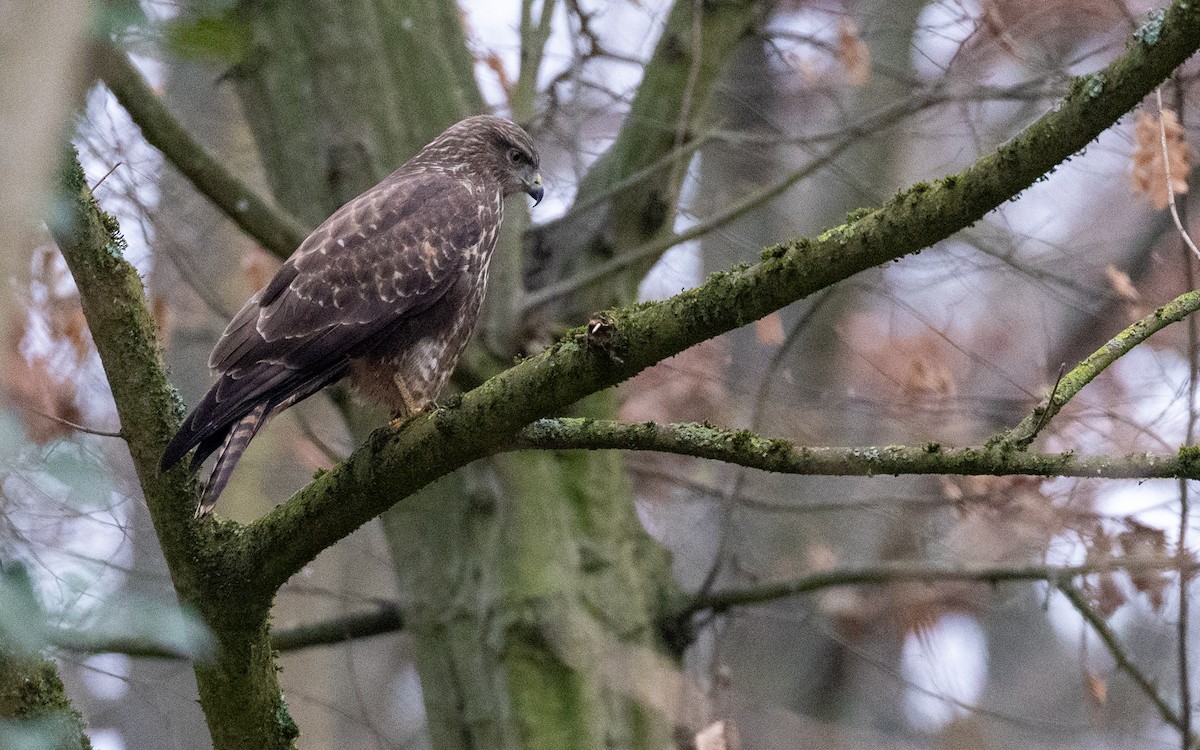 Busardo Ratonero - ML646918736