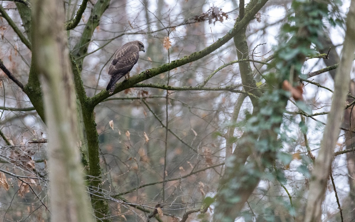 Busardo Ratonero - ML646918737