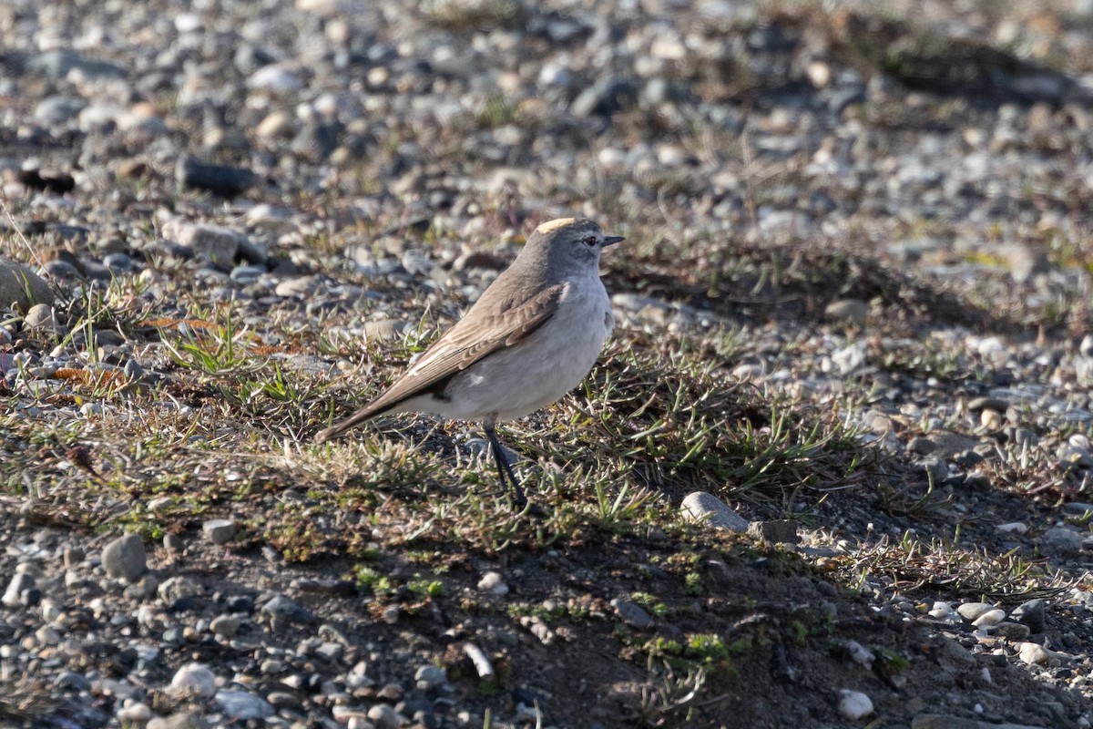 gulkronemarktyrann - ML646918738