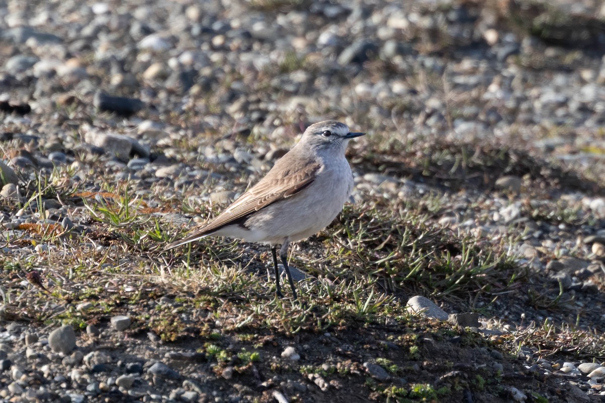 gulkronemarktyrann - ML646918739