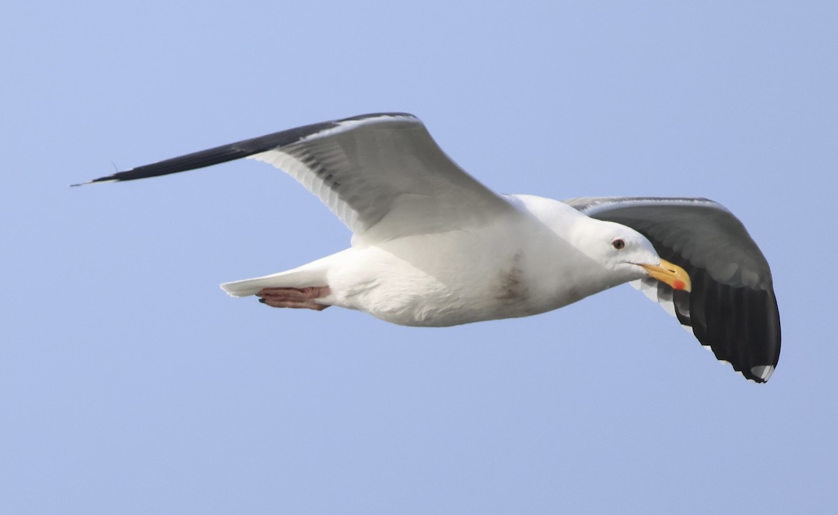 Batı Amerika Martısı - ML646918740